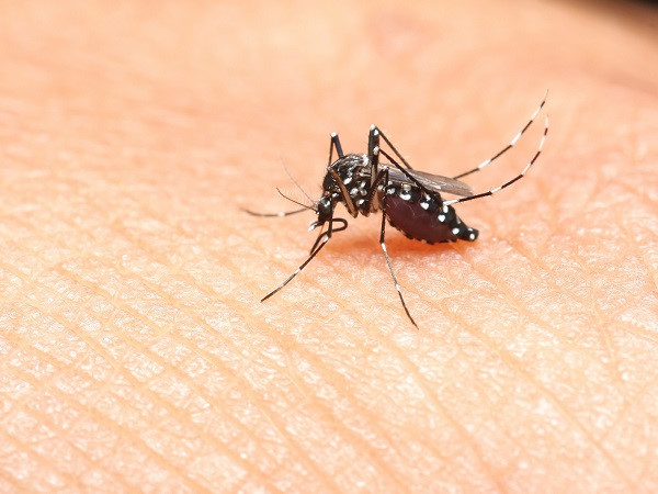 Sức khỏe, đời sống: Những bệnh nguy hiểm do muỗi gây ra Muoi